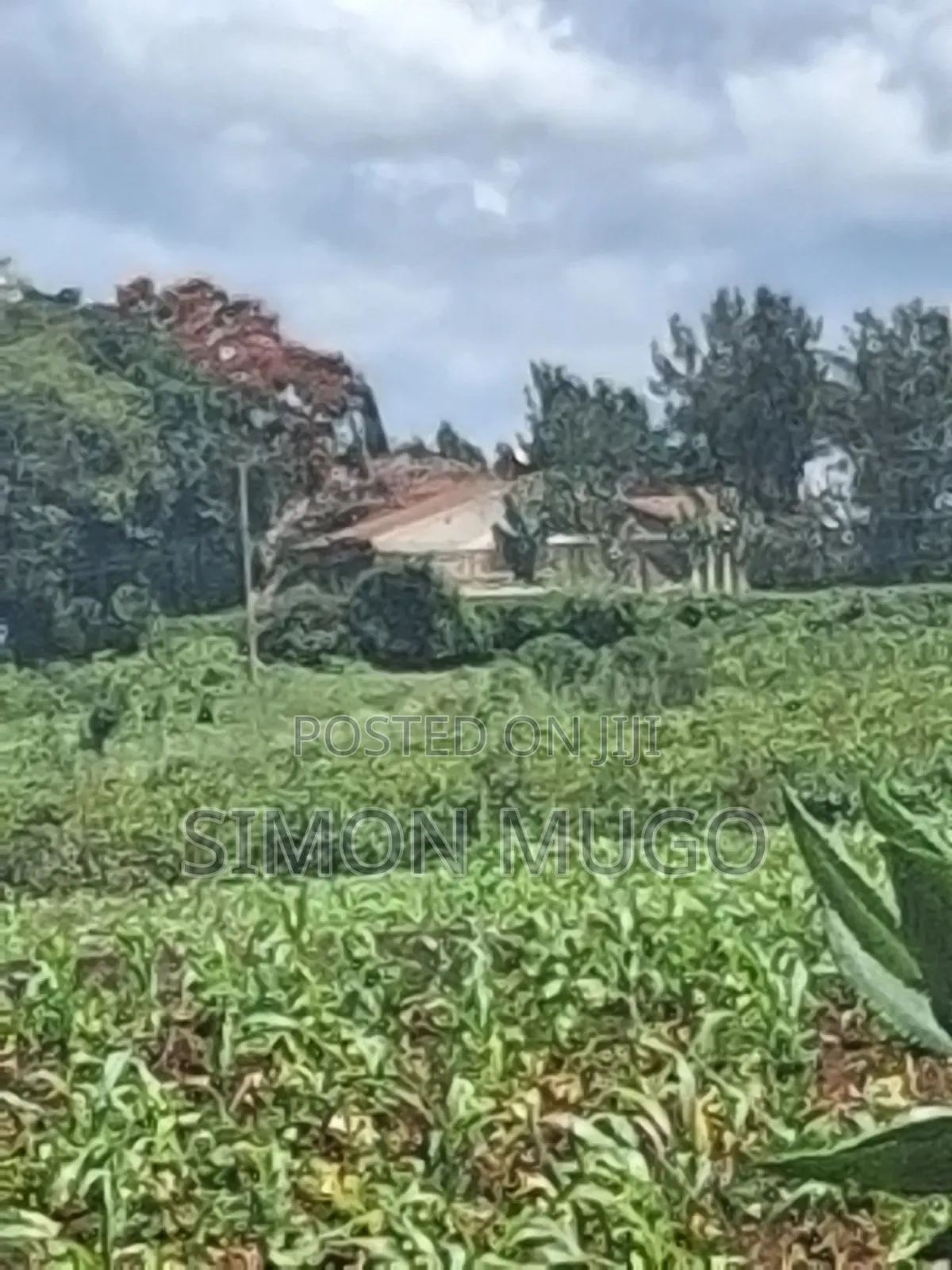 Kitsuru Very Prime Fairy Flat Red Soi 5 Acres