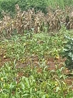 Kitsuru Very Prime Fairy Flat Red Soi 5 Acres