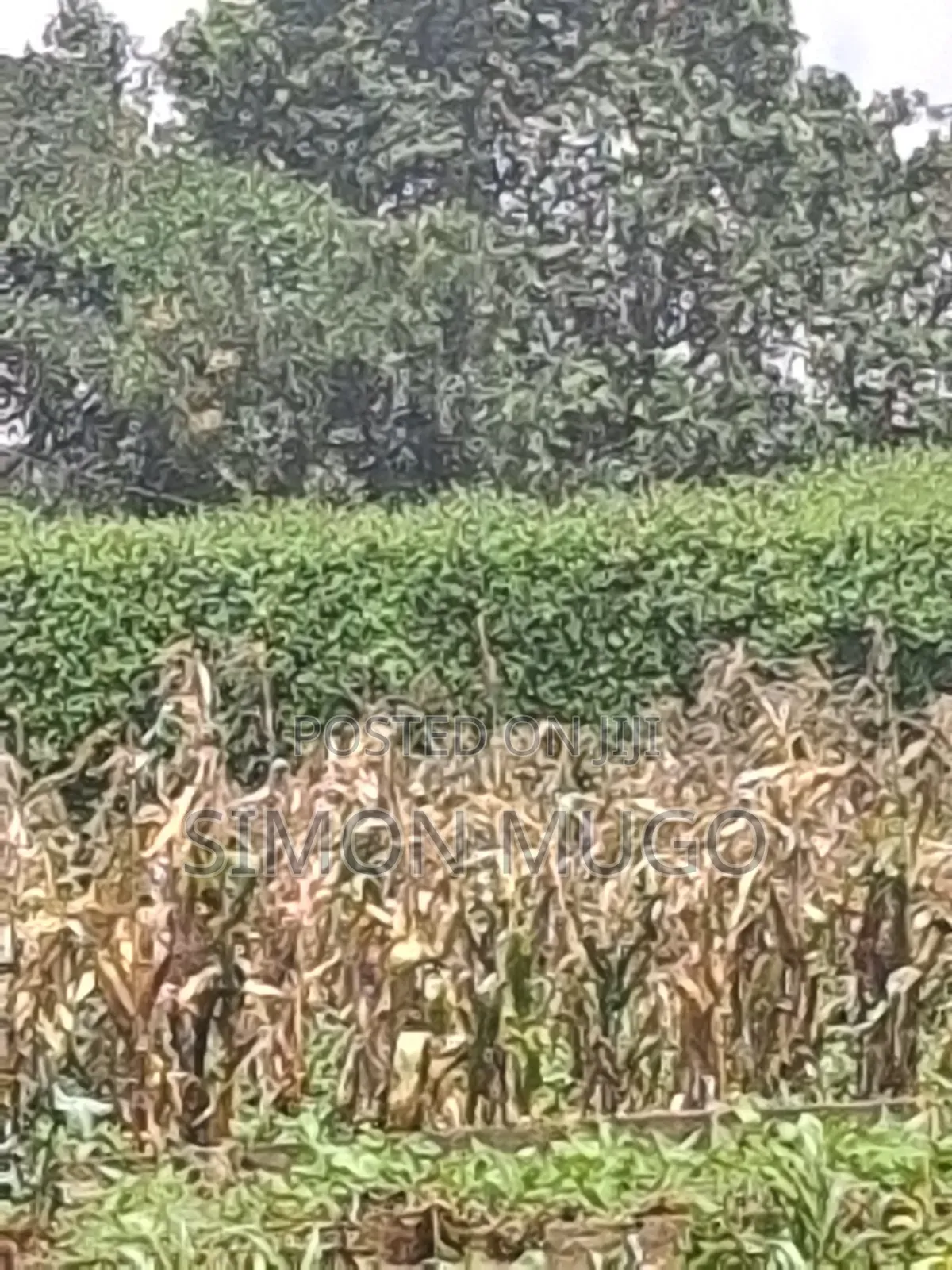 Kitsuru Very Prime Fairy Flat Red Soi 5 Acres