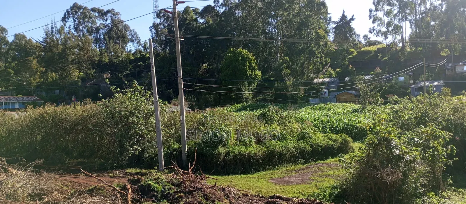 Kitsuru Very Prime Fairy Flat Red Soi 5 Acres
