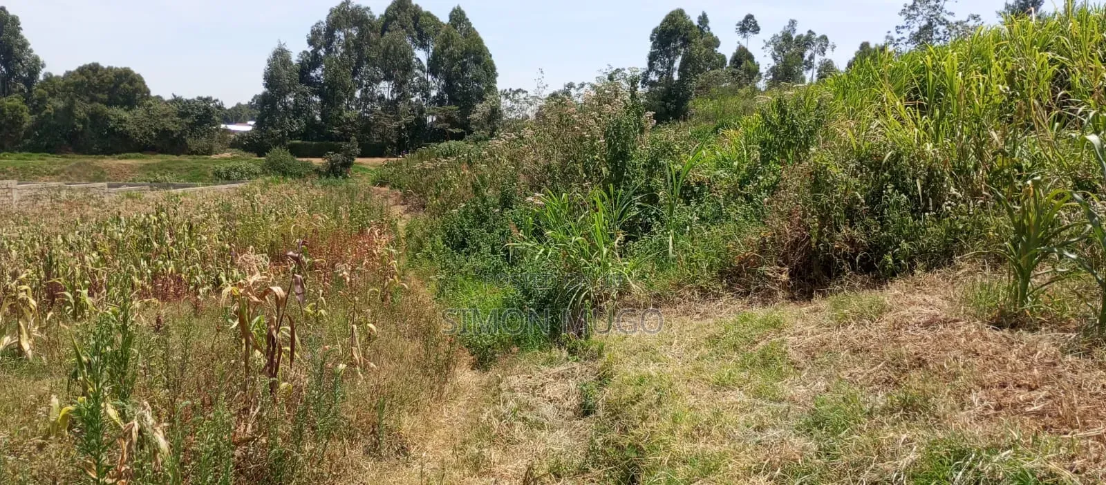 Kitsuru Very Prime Fairy Flat Red Soi 5 Acres