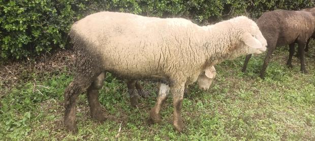 Merino Male on Sale - main view