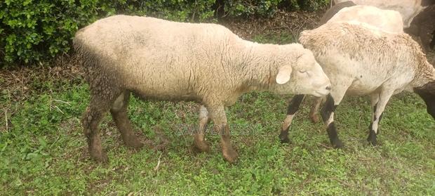 Merino Male on Sale - thumbnail 4