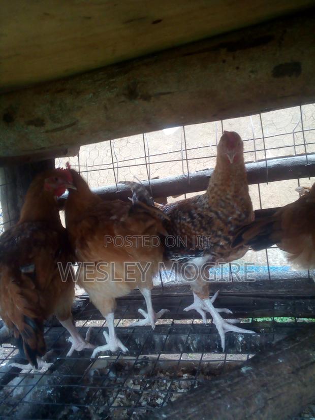 Live Chicken Chicken Meat Per Kg