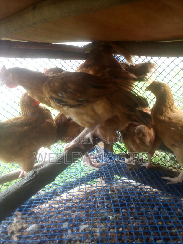 Live Chicken Chicken Meat Per Kg - thumbnail 4