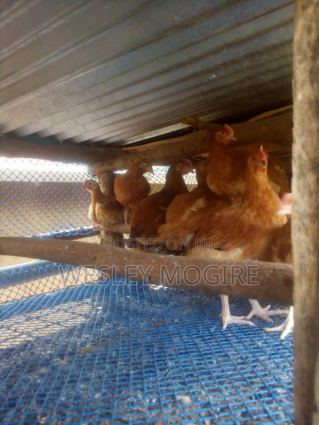 Live Chicken Chicken Meat Per Kg - thumbnail 5