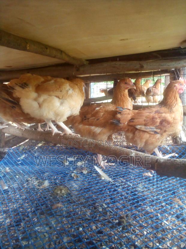 Live Chicken Chicken Meat Per Kg - thumbnail 7