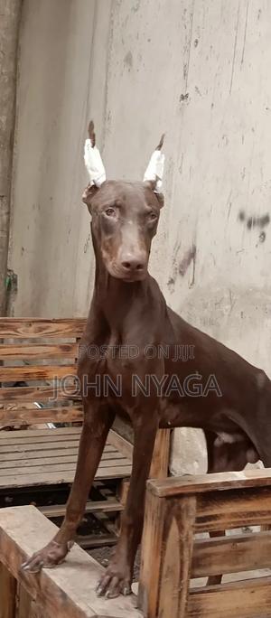 3-6 months Male Purebred Doberman Pinscher - thumbnail 2