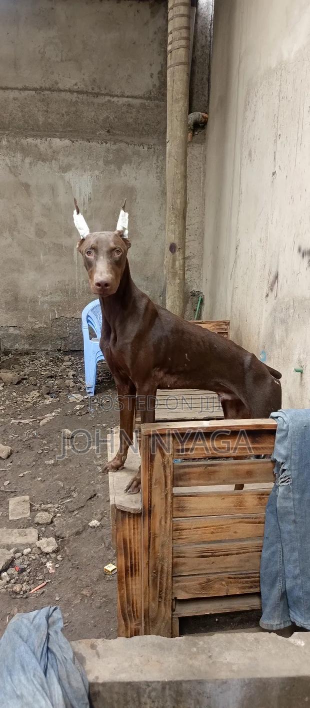 3-6 months Male Purebred Doberman Pinscher - thumbnail 3