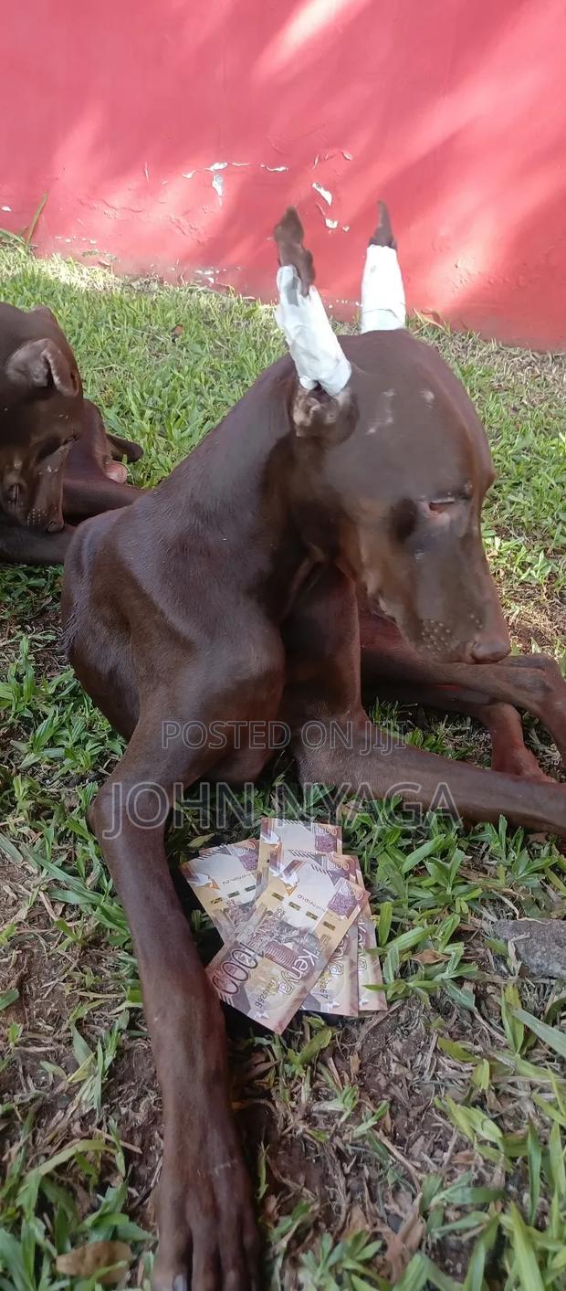 3-6 months Male Purebred Doberman Pinscher - thumbnail 4