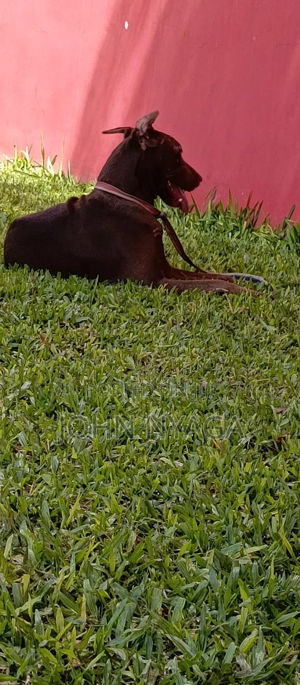 3-6 months Male Purebred Doberman Pinscher - thumbnail 5