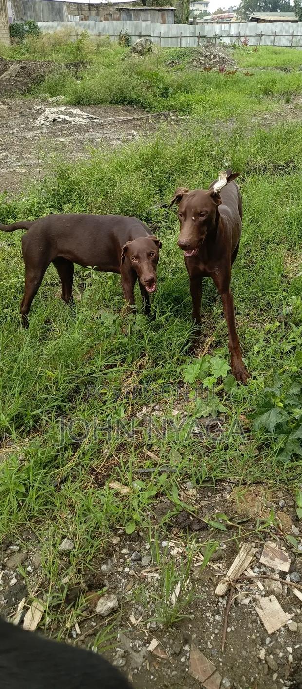 3-6 months Male Purebred Doberman Pinscher - thumbnail 6