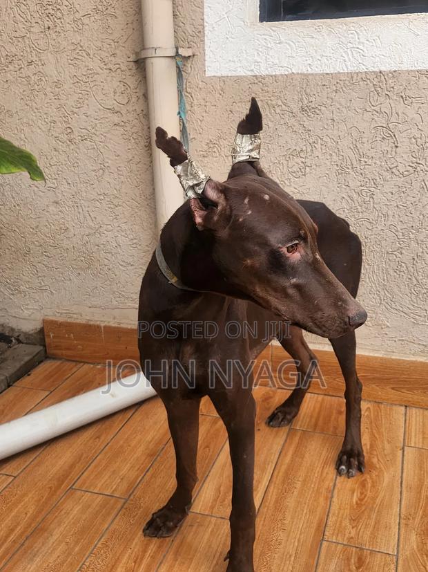 3-6 months Male Purebred Doberman Pinscher - thumbnail 7