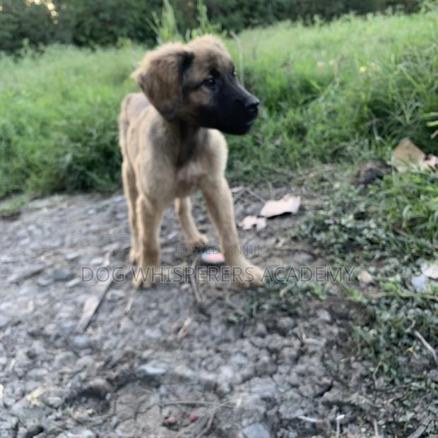 3-6 months Male Mixed Breed Boerboel - thumbnail 5