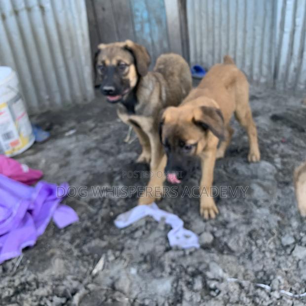 3-6 months Male Mixed Breed Boerboel - thumbnail 4