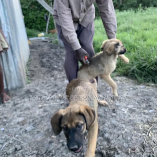 3-6 months Male Mixed Breed Boerboel - thumbnail 3
