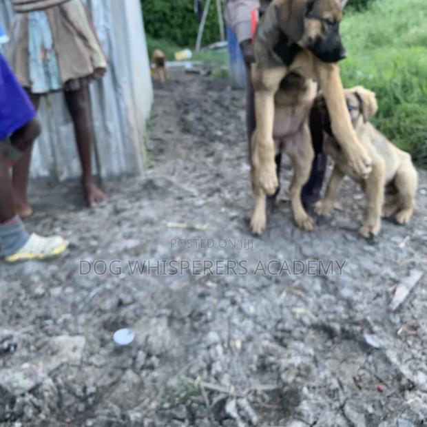 3-6 months Male Mixed Breed Boerboel - thumbnail 7