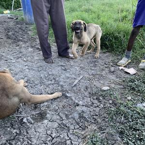 3-6 months Male Mixed Breed Boerboel - thumbnail 2