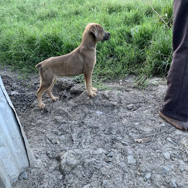 3-6 months Male Mixed Breed Boerboel - thumbnail 6