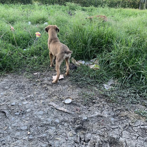3-6 months Male Mixed Breed Boerboel - thumbnail 8