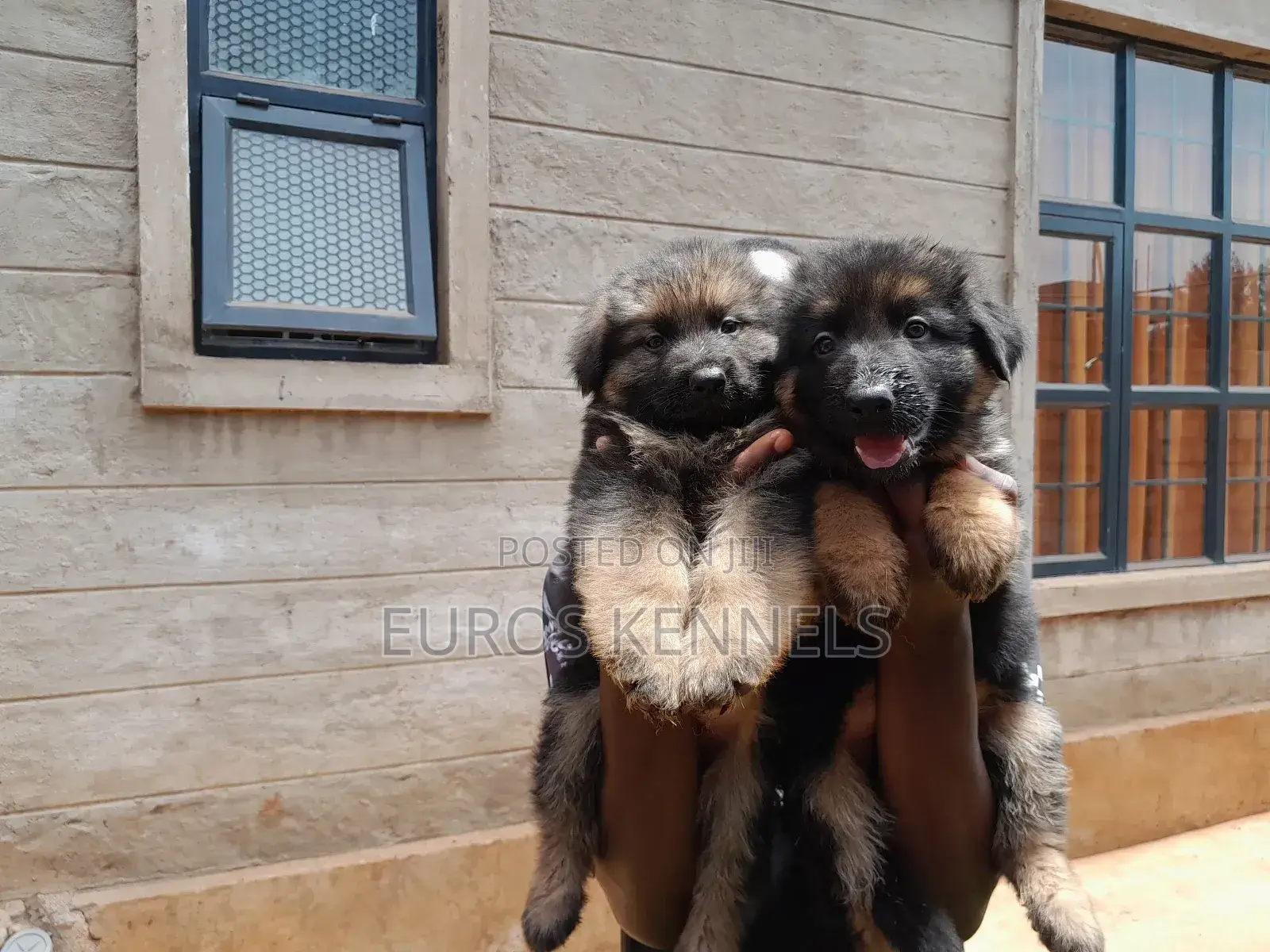1-3 months Male Purebred German Shepherd