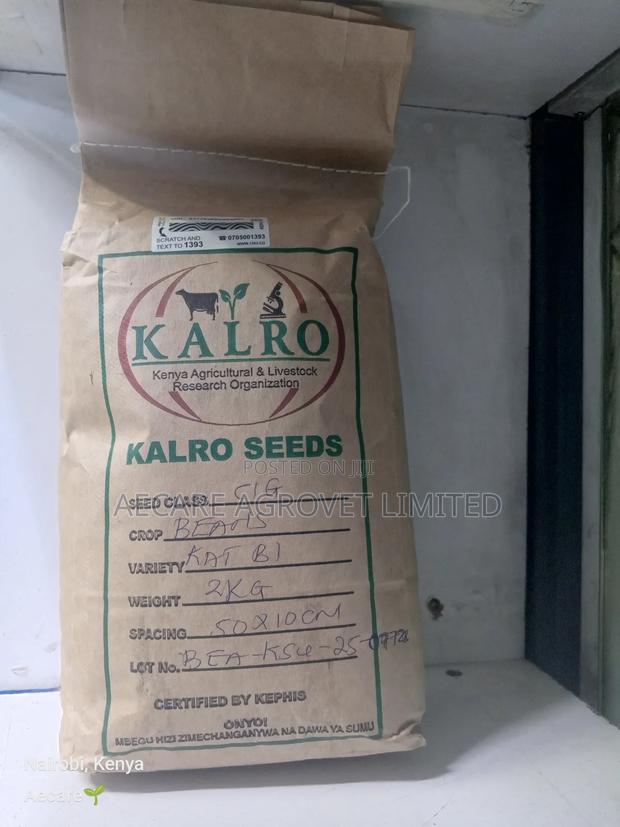 Kat B1 Yellow Beans Seeds 2kgs Kalro Seeds