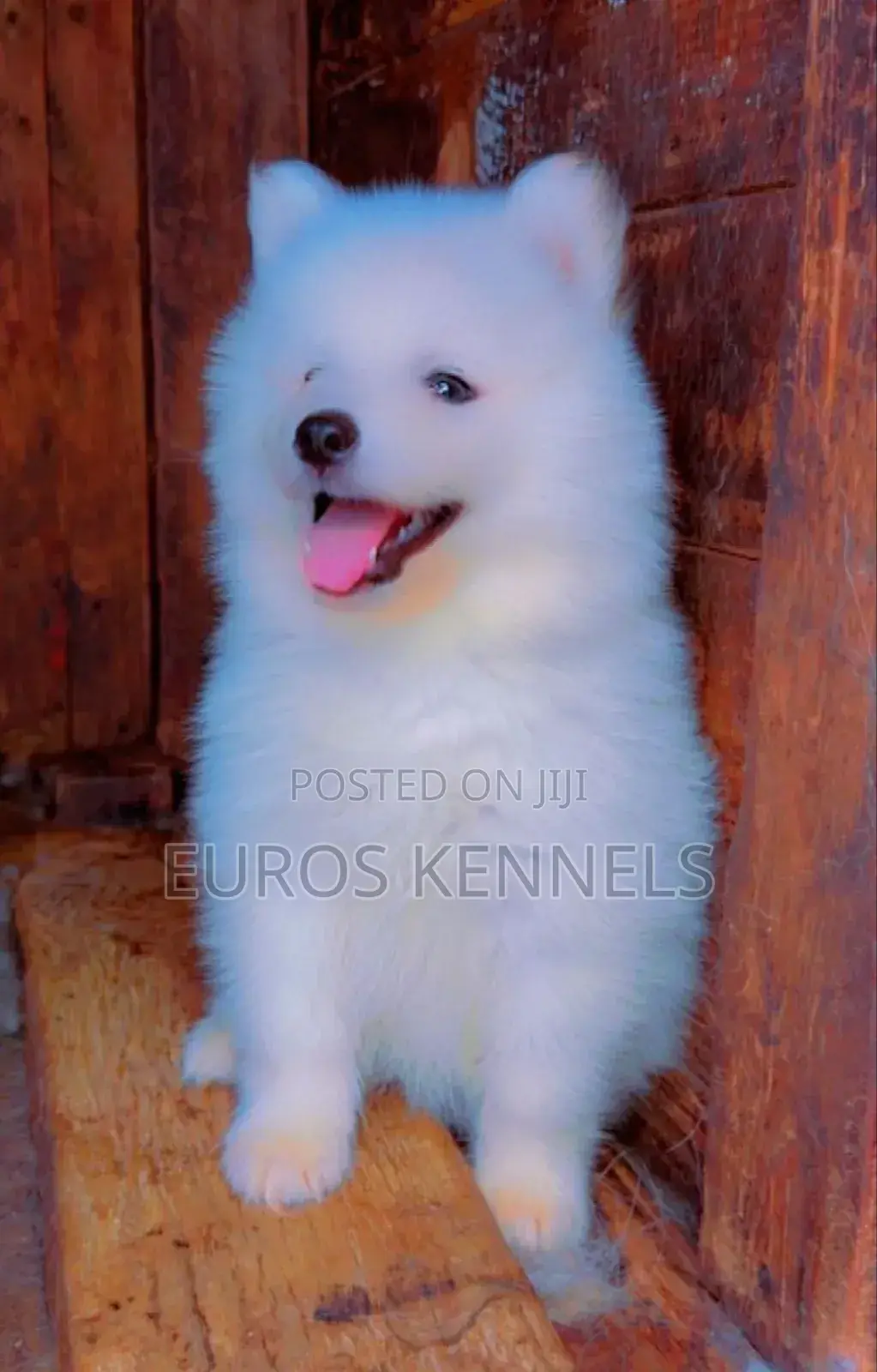 1-3 months Male Purebred Siberian Husky