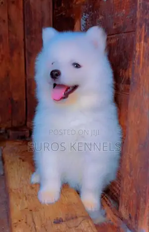 1-3 months Male Purebred Siberian Husky