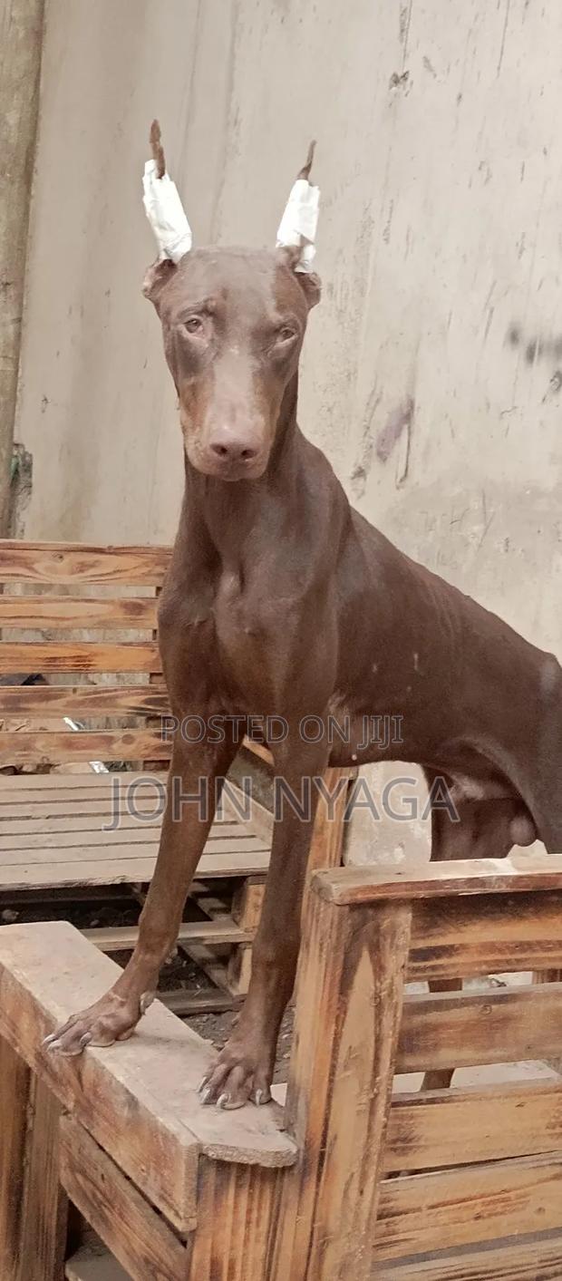3-6 months Female Purebred Doberman Pinscher