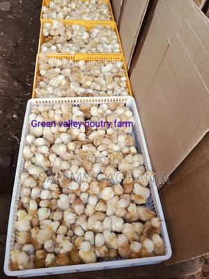 Fertilized Sasso F1 Eggs - thumbnail 2