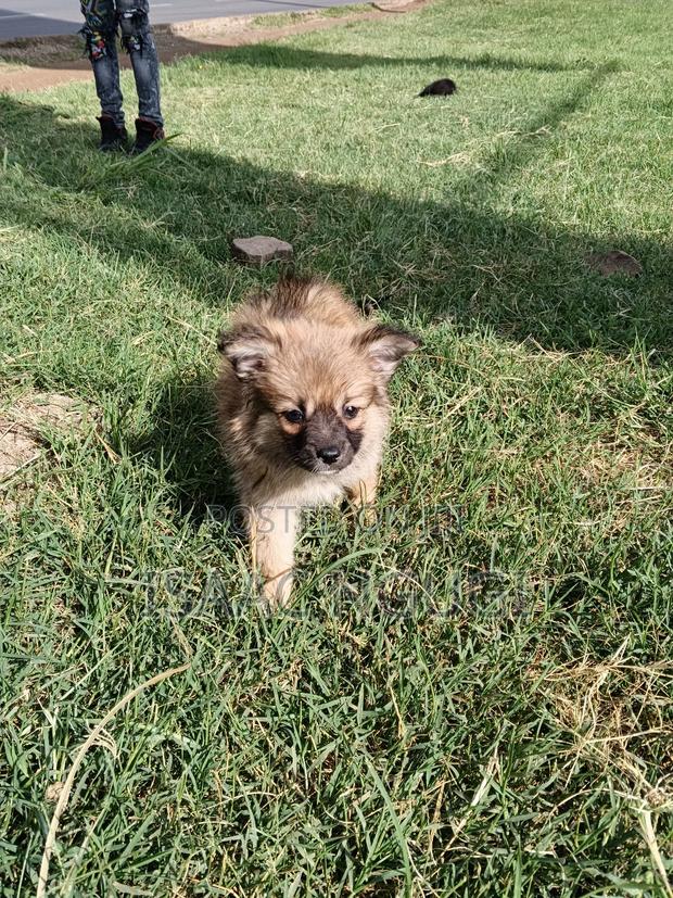 1-3 months Female Purebred Pomeranian