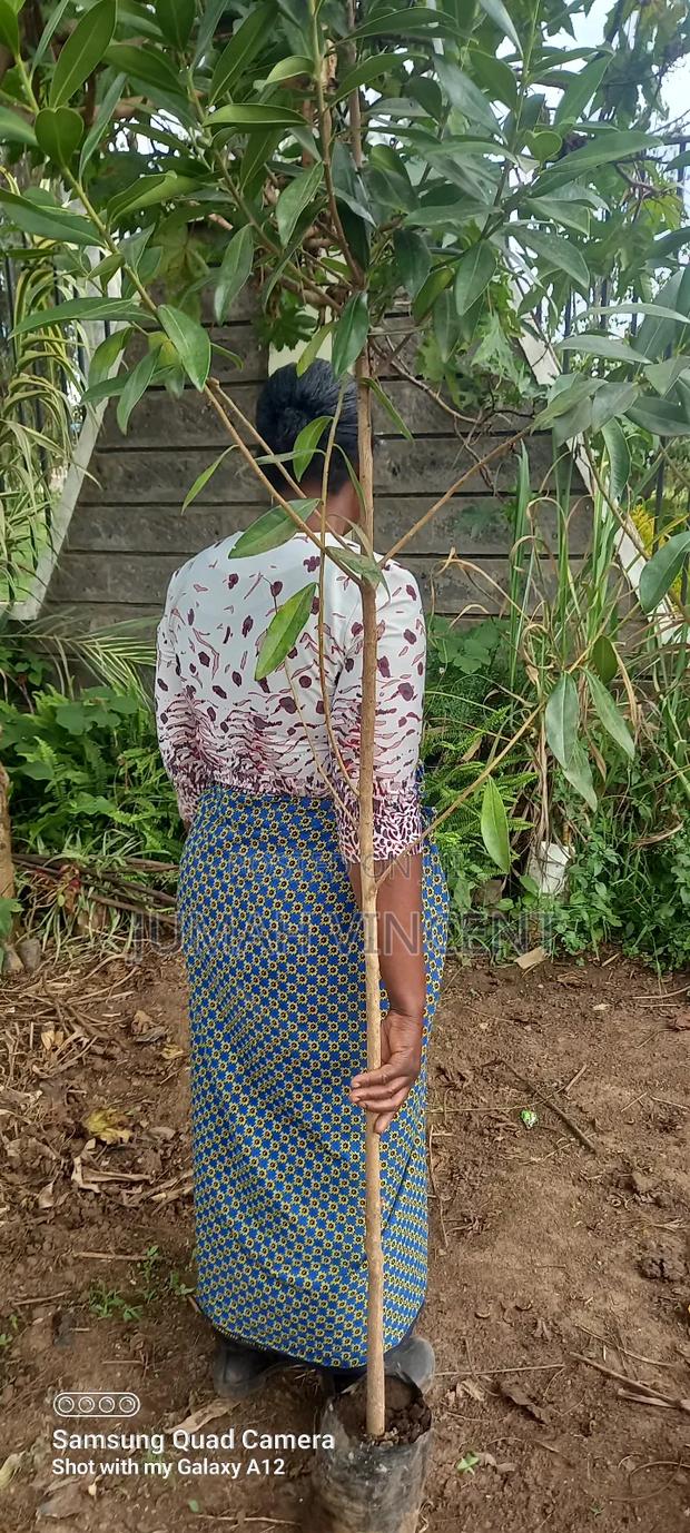 Warburgia Ugandensis for Sale