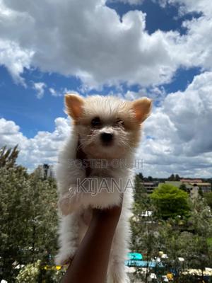 3-6 months Male Purebred Havanese - thumbnail 2