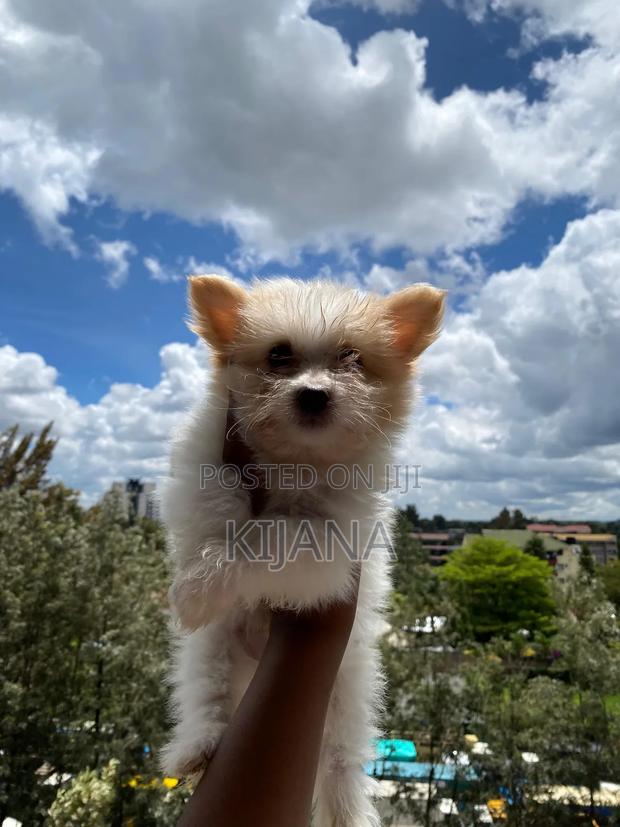 3-6 months Male Purebred Havanese - main view