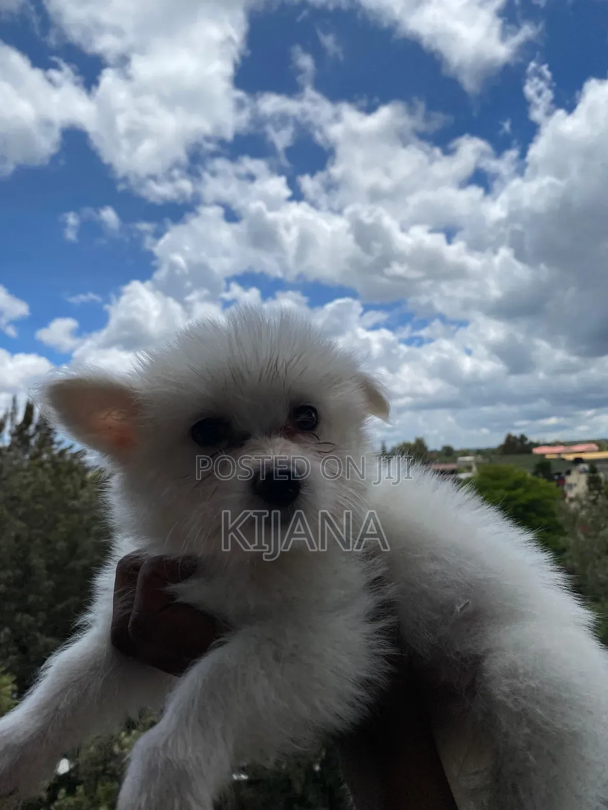 3-6 months Male Purebred Havanese