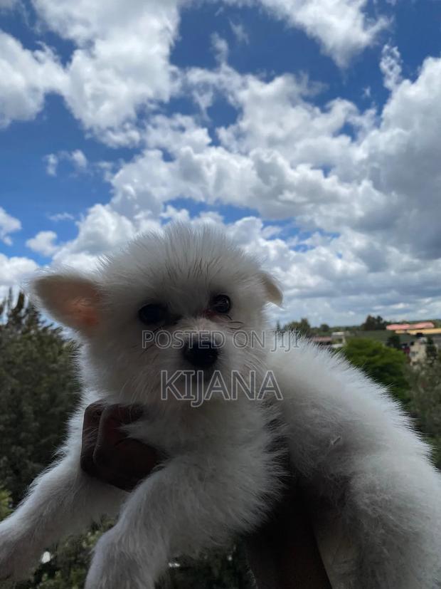 3-6 months Male Purebred Havanese - thumbnail 3