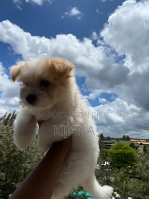 3-6 months Male Purebred Havanese