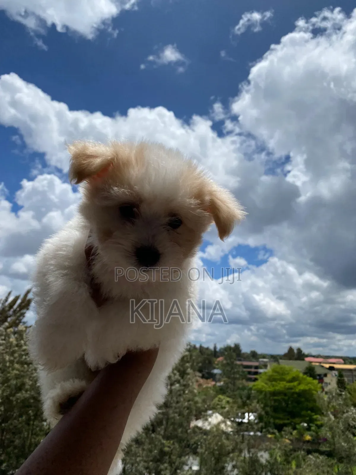 3-6 months Male Purebred Havanese