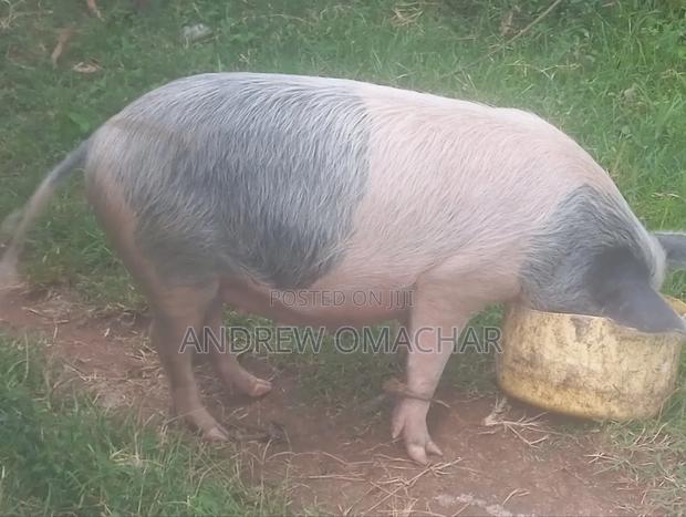 Mature Sows/Pig for Sell
