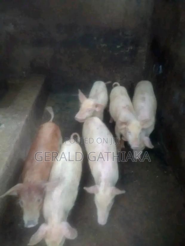 Piglets for Sale - main view