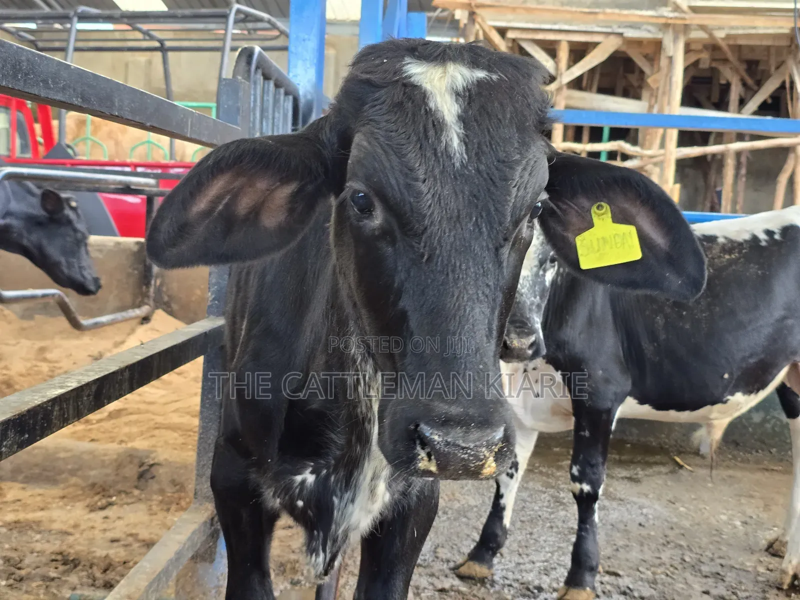 Girilando Breeding Bull 