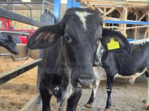 Girilando Breeding Bull - thumbnail 2