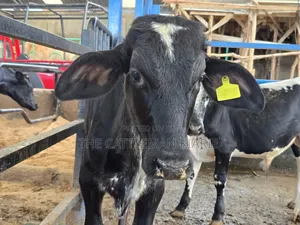 Girilando Breeding Bull 