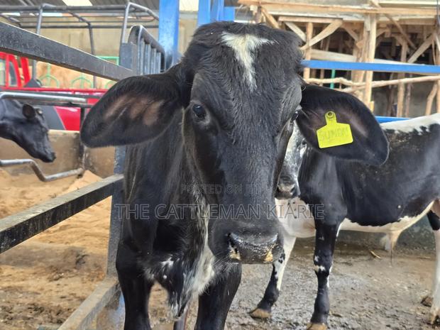 Girilando Breeding Bull - main view