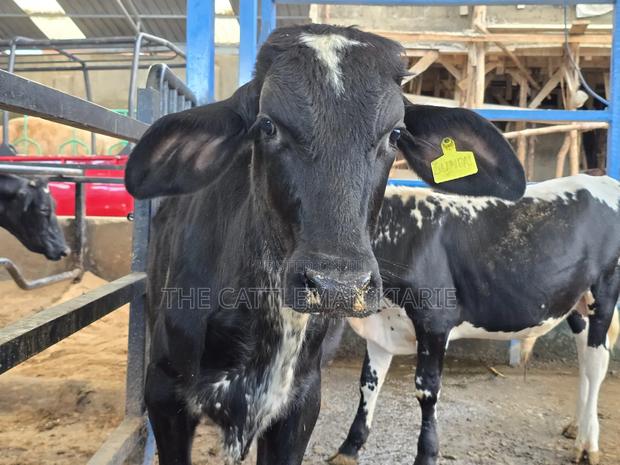 Girilando Breeding Bull - thumbnail 3