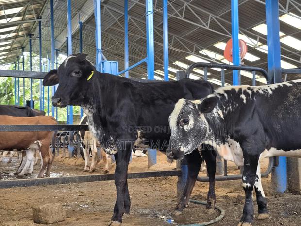 Girilando Breeding Bull - thumbnail 4