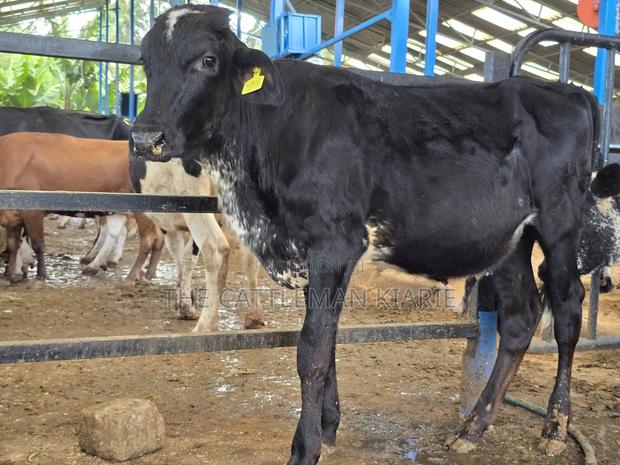 Girilando Breeding Bull - thumbnail 5