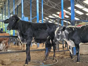 Girilando Breeding Bull 