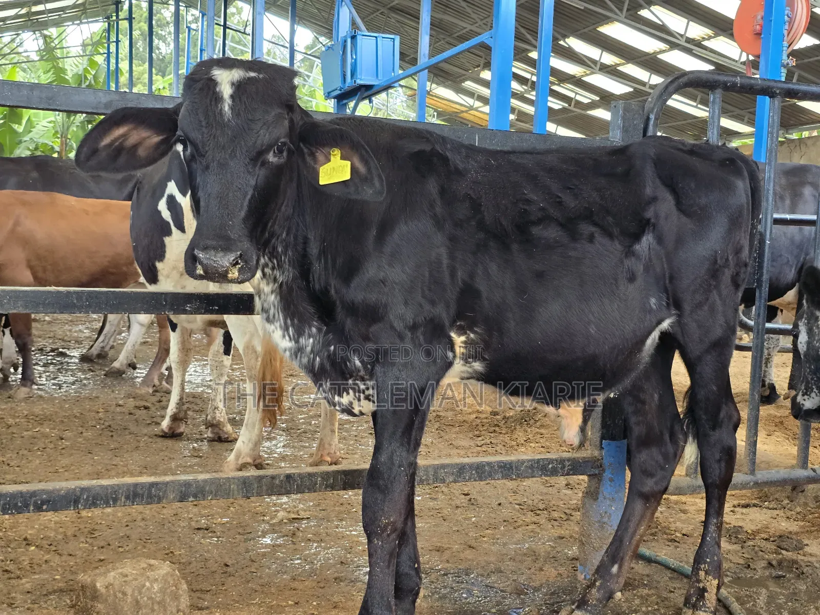 Girilando Breeding Bull 