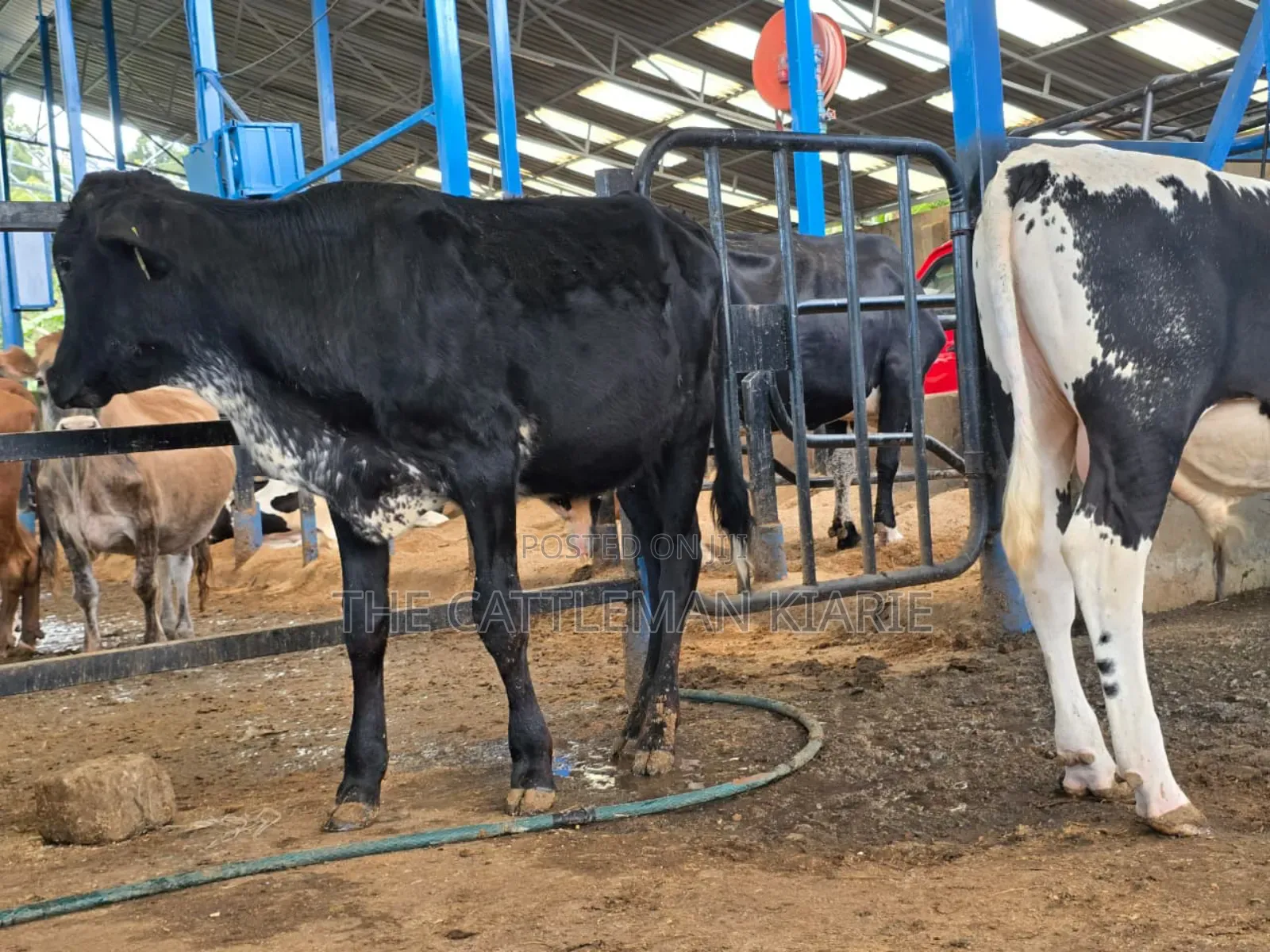 Girilando Breeding Bull 